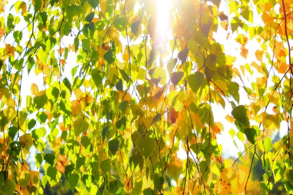 Fondo Árboles Brillantes Colores Otoñales Hojas Brillantes Espacio Para Copiar —  Fotos de Stock