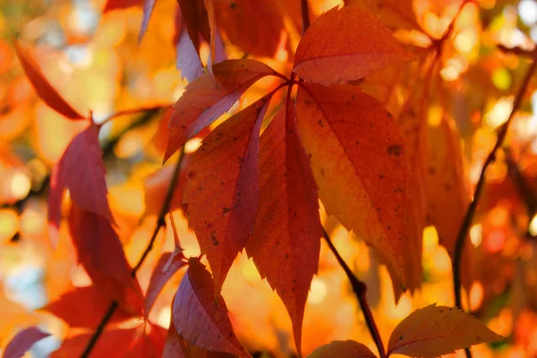 Sonbahar Renkli Parlak Ağaçlar Arka Plan Parlak Yaprakları Kopya Alanı — Stok fotoğraf