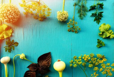 Taze çeşitli demet taze mutfak otlar: dereotu, fesleğen, maydanoz ve yeşil soğan. Sağlıklı besin açısından zengin gıda kavramı, üstten görünüm arka plan kopya alanı ile