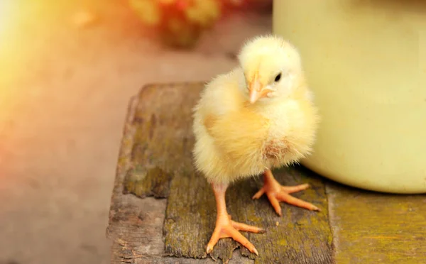 Cute small chicken close up. Copy space. Yellow summer background