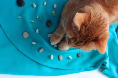 Güzel güzel zencefil kedi papatya çiçek ve çakıl taşları ile turkuaz zemin üzerine kapatın. Yaz konsepti 