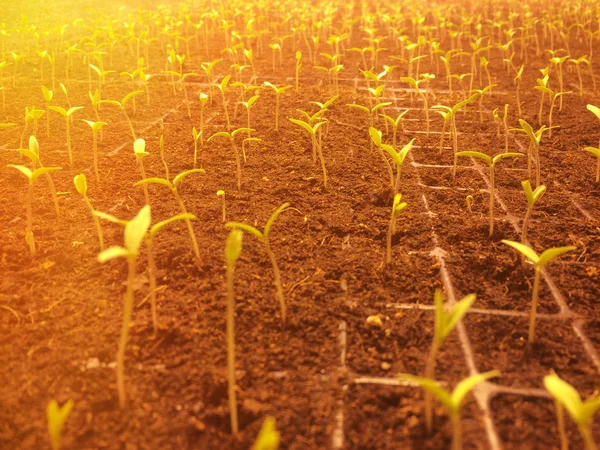 Grönt Spira Växer Från Frö Solljuset Effekt Säsongen Växter — Stockfoto