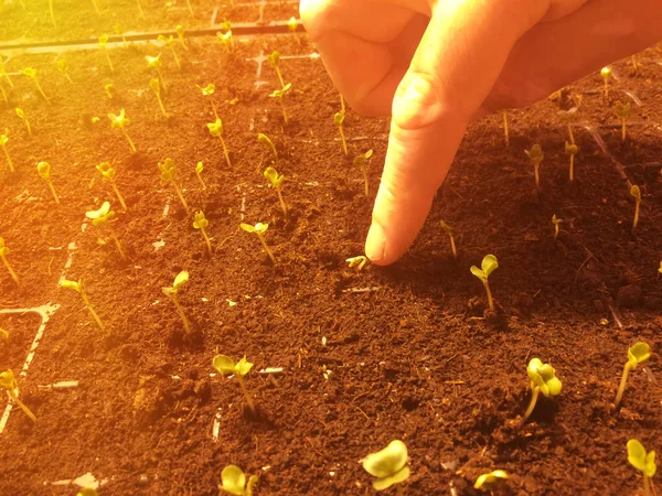 Zelený Výhonek Pěstování Semen Mužova Ruka Zasévá Semínka Účinek Slunečního — Stock fotografie