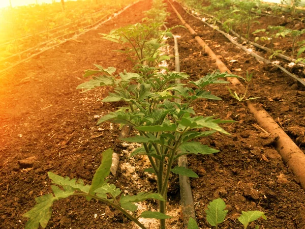 Opgroeien Broeikasgassen Natuurlijke Groene Tomaat Rode Tomaat Tomaten — Stockfoto