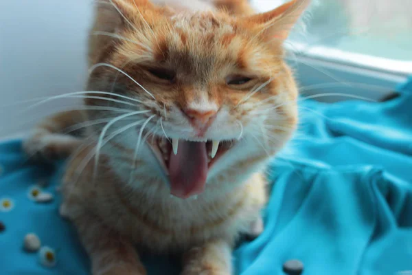 Lovely Ginger Cat Close Turquoise Background Shouts — Stock Photo, Image