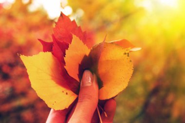 Doğal bokeh etkisi. Parlak elinde bırakır. Sonbahar konsepti