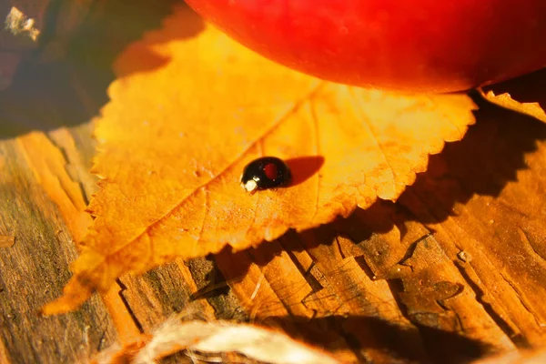 Червоне Яблуко Чорний Незвичайний Сонечко Струна Конус Натюрморт Крупним Планом — стокове фото