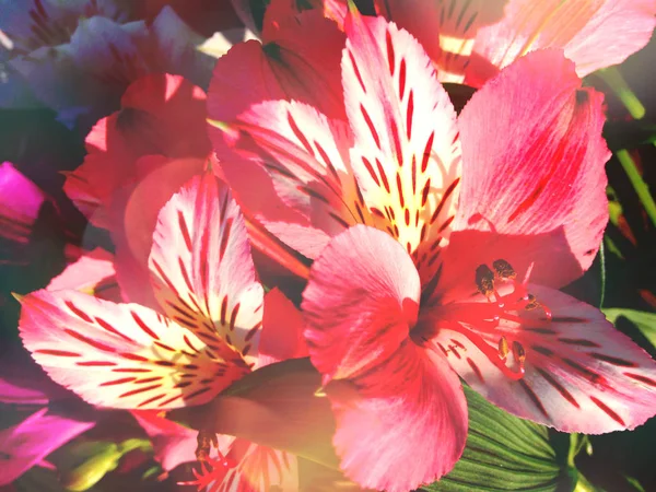 Fondo Flores Verano Alstroemeria Rosa Apagada Con Efecto Bokeh —  Fotos de Stock