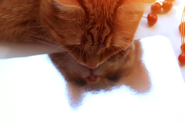Ginger beautiful cat with cherry, mirror reflection. Curiosity concept. Close up. Copy space. Nice light.