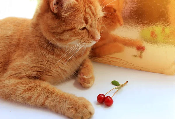 Beautiful ginger cat and cherry. Summer cocept. Curiosity to explore. Copy space.