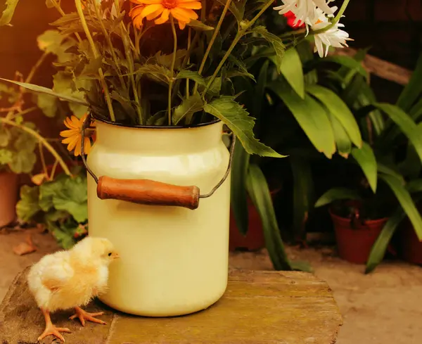 Oszi Szép Csirke Sárga Narancssárga Virágok Másolja Hely Napos Világos — Stock Fotó