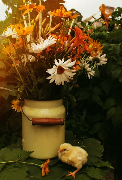 Oszi Szép Csirke Sárga Narancssárga Virágok Másolja Hely Napos Világos — Stock Fotó