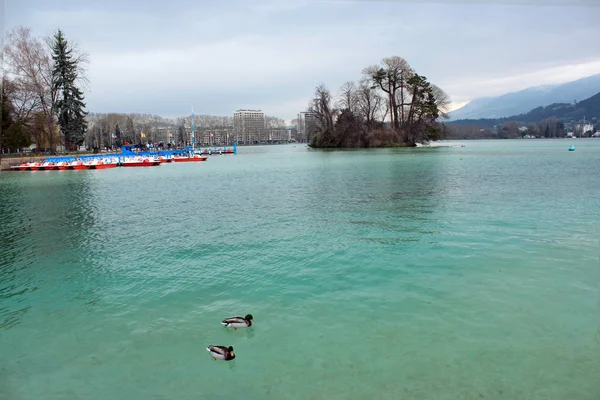 Aves Lago Bajo Lluvia Annecy Francia Hermosa Agua Clara Cerca — Foto de Stock