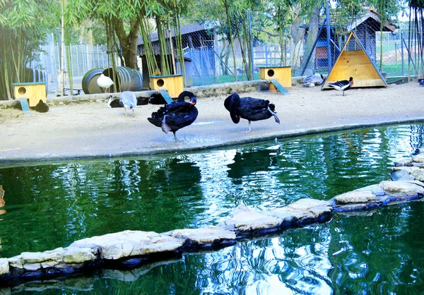 Gölet yakın siyah Swans çift