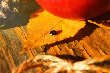 Sonbahar kavramı. Kırmızı elma, siyah uğur böceğim, dize natürmort. Yakın çekim