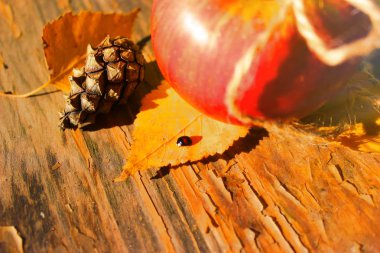 Sonbahar kavramı. Kırmızı elma, siyah alışılmadık uğur böceği, dize ve koni natürmort. Yakın çekim. Kopya alanı