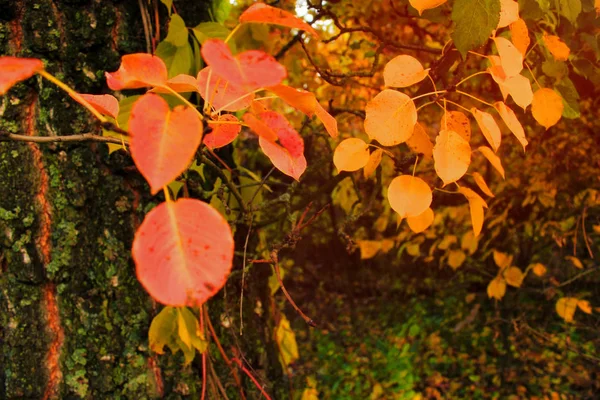 Automne Coloré Fond Arbres Lumineux Macro Feuilles Sur Fond Journée — Photo