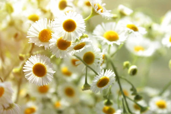 Camomile Flowers Background Texture Close Selective Focus Bokeh Effect — Stock Photo, Image
