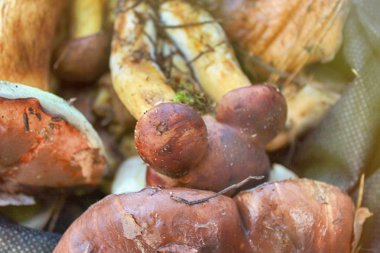 Besin açısından zengin sonbahar mantarları orman yakın yukarı. Boşluk Kopyala