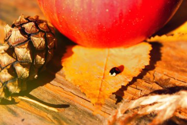 Sonbahar tarzında hala hayat: kırmızı elma, siyah alışılmadık uğur böceği, dize ve koni hala hayat. Sonbahar parlak renkler