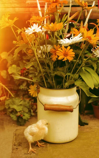Szép Kis Csirke Nyári Csokor Fényes Virágok Régi Vízben Vidéki — Stock Fotó