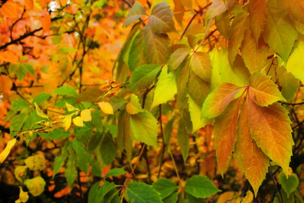 Arrière Plan Automne Les Feuilles Rapprochent — Photo