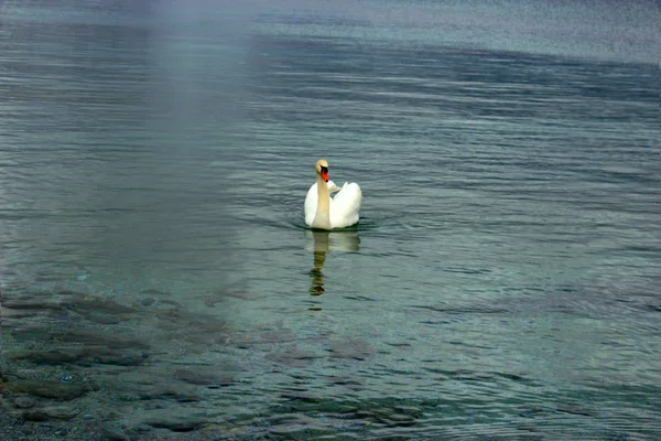 Hermoso Cisne Blanco Popular Lago Ginebra Suiza Cerca Hermosa Naturaleza — Foto de Stock