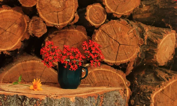 Virágok Zöld Csésze Közelében Tűzerdők Lemezterület Másolása — Stock Fotó