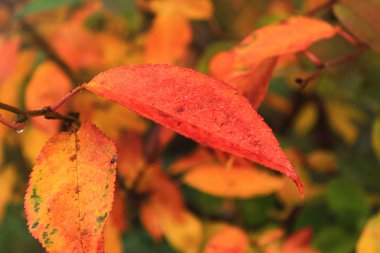 Sonbahar manzarası. Makro yaprakları. Boşluk Kopyala. Parlak, güzel doğa