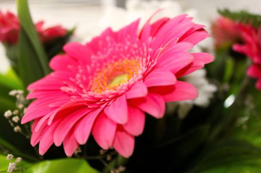 Parlak pembe gerbera çiçeği. Makro fotoğrafçılığı. 