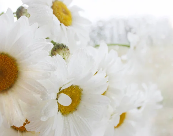 Λευκό Χαμομήλι Λουλούδια Φόντο Μακρο Φωτογραφία Επιλεκτική Εστίαση Γιορτή Της — Φωτογραφία Αρχείου