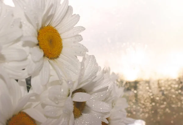 Beyaz Papatya Çiçekleri Arka Plan Makro Fotoğrafçılığı Seçici Odaklama Eylül — Stok fotoğraf