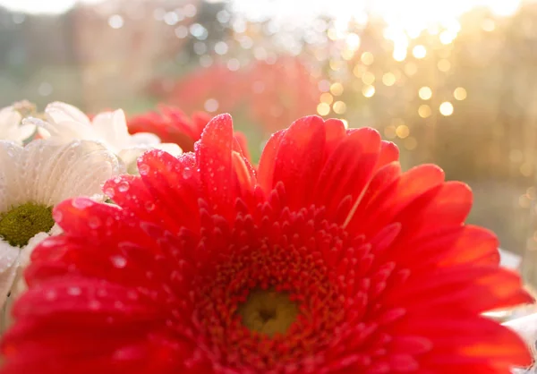 Parlak Pembe Gerbera Çiçeği Makro Fotoğrafçılığı — Stok fotoğraf