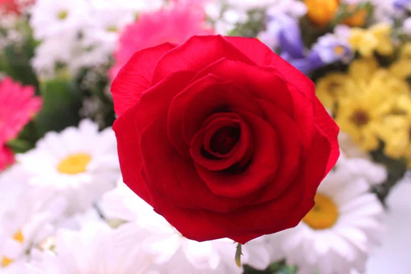 Червоні Троянди Фону Впоратися Простір Вибіркове Планування Фокусу Приємний Вечір — стокове фото