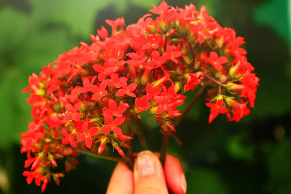 Elinde Kalanchoe Kırmızı Çiçekler — Stok fotoğraf