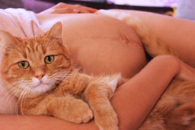 Hamile kadının göbek ve zencefil kedi bir dinlenme vardır. Doğmamış bebek ve kedi dostluk 