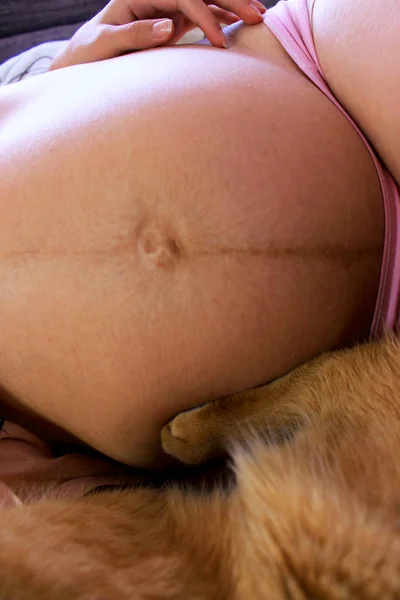 Της Εγκύου Κοιλιά Και Τζίντζερ Γάτα Έχει Ένα Υπόλοιπο Αγέννητο — Φωτογραφία Αρχείου