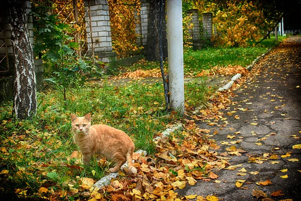 Ginger Street Cat Entre Hojas —  Fotos de Stock
