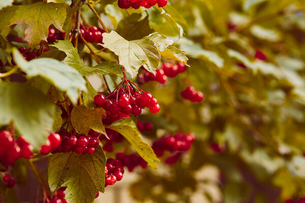 Солнечная осенняя роза калины. Символ Украины.