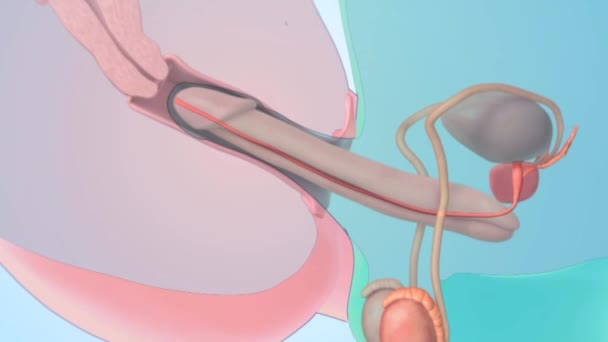 Hächgefarden Vagina Bilder Gurt auf Lesben Pornos