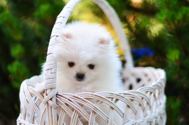 Pomeranian köpek dekoratif