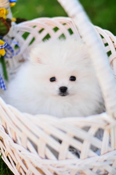 Pomeranian Valp Dekorativa Hund — Stockfoto