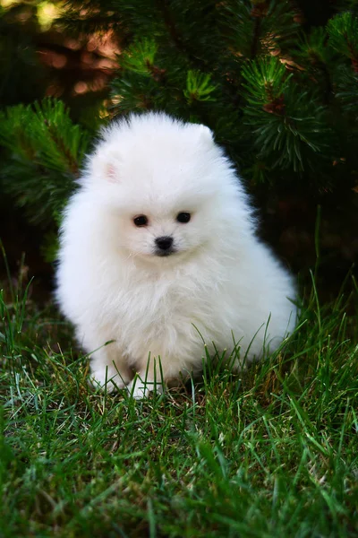 Pomeranian Cachorro Cão Decorativo — Fotografia de Stock