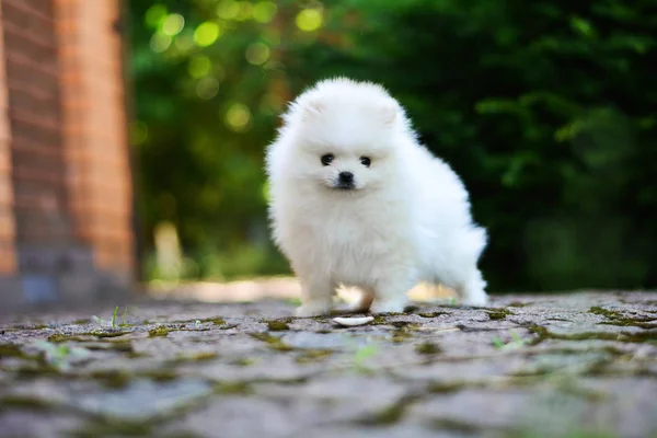 Pomeranian köpek dekoratif
