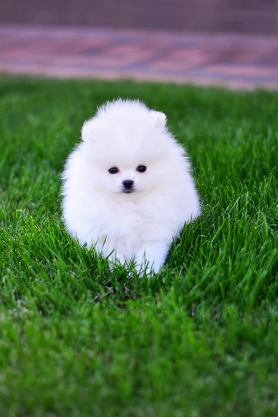 Pomeranian Κουτάβι Σκυλί Διακοσμητικά — Φωτογραφία Αρχείου