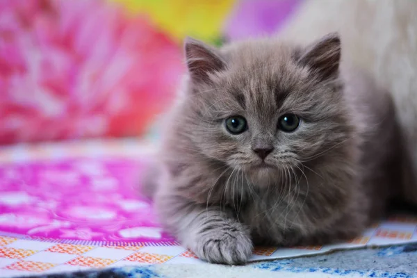 Scottish Kitten Sitting Cat — Stock Photo, Image