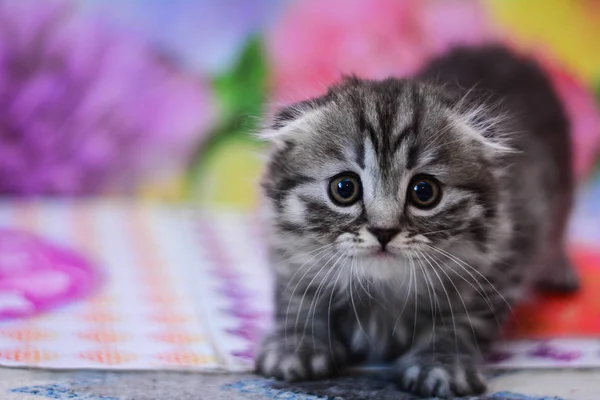 Scottish Kitten Sitting Cat — Stock Photo, Image