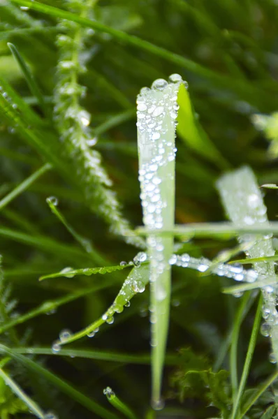 在绿草宏的雨下降 — 图库照片