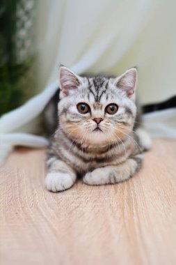 İskoç düz, lop kulaklı, kedi, yavru kedi, hayvan