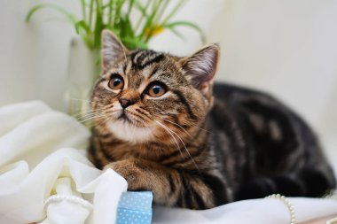 İskoç düz, lop kulaklı, kedi, yavru kedi, hayvan